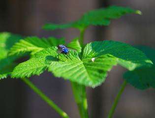 Fly Sarcophaga carnaria. Also called checkerboard or gray. From the family of diptera. Placed on a green leaf outside.