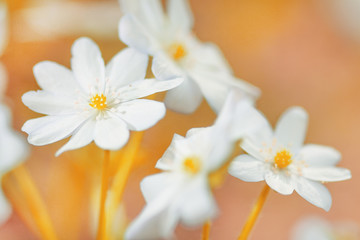Beautiful white snowdrops. white forest flowers on a warm background. Delicate spring flowers.