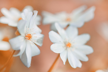 Beautiful white snowdrops. white forest flowers on a warm background. Spring flowers.