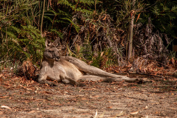 Liegendes Känguru chillt in der Sonne