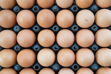 Eggs in tray plastic container