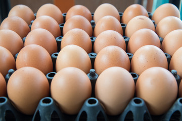 Eggs in tray plastic container
