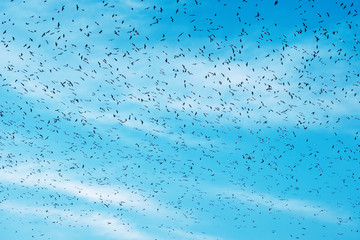Flock of seagulls in the blue sky