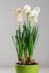 narcissus 'Bridal Crown' in a green pot blooming with white flowers against light background 