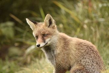 Naklejka na ściany i meble Wild red fox in the forest