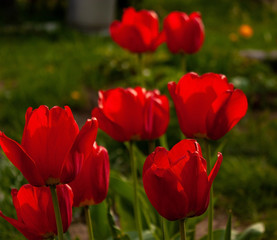 Slightly blurry red tulips on a background of greenery in a spring garden.
