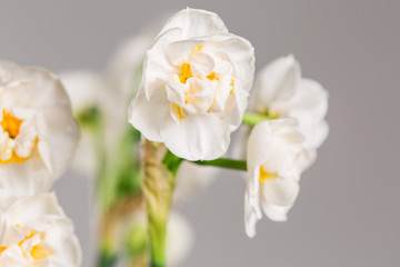 closeup of white flowers of narcissus Bridal Crown against smooth light background 