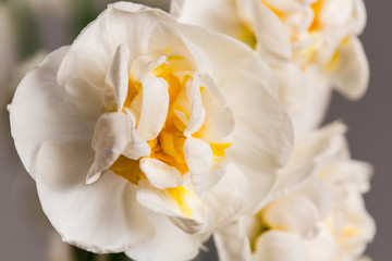closeup shot of white flowers of narcissus Bridal Crown against smooth light background 