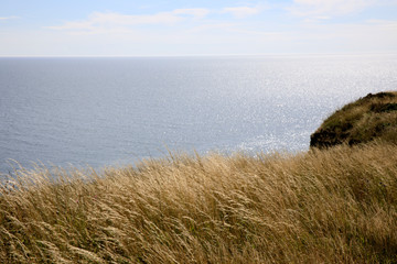 Grasse at Crawton Bay, Scotland, Highlands, United Kingdom