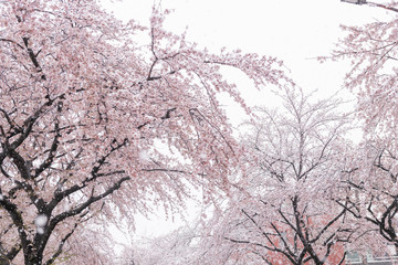 2020年3月29日　東京の桜と雪景