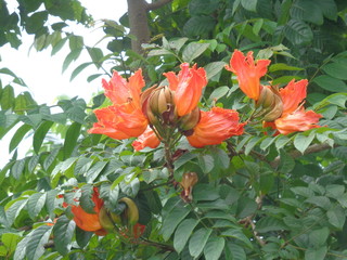 Spathodea campanulata (Kiacret, African tulip, fountain tree, pichkari, Nandi flame, World's Worst invaders, Nile flame, squirt tree, tulip tree, Uganda flame, Flame of Thika) with natural background