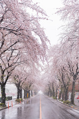 2020年3月29日　東京の桜と雪景