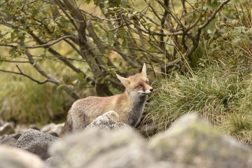 Wild red fox in the forest