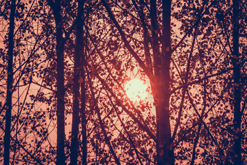 sun rays are passing through branches.
