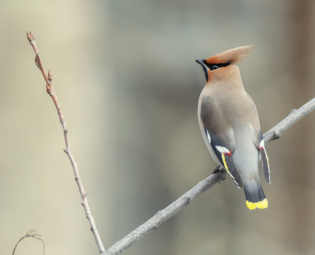 Bohemian waxwing on branch