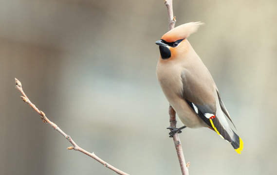 Bohemian waxwing on branch