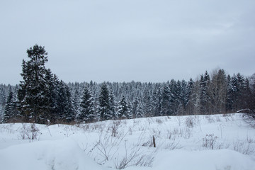 snowy forest