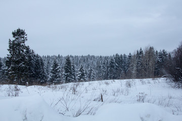 snowy forest