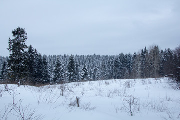 snowy forest
