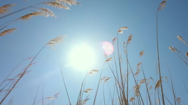 Reeds bending in the wind against sun and clear blue sky.