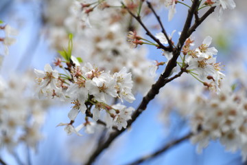 桜咲く