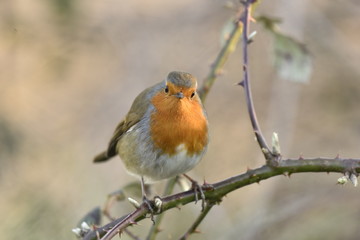 European red Robin