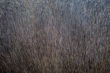 Textures and backgrounds of buffalo leather.