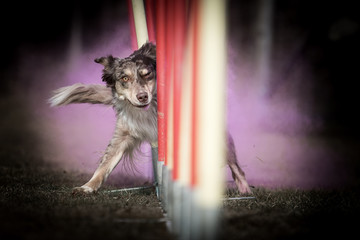 Agility meets Holi 