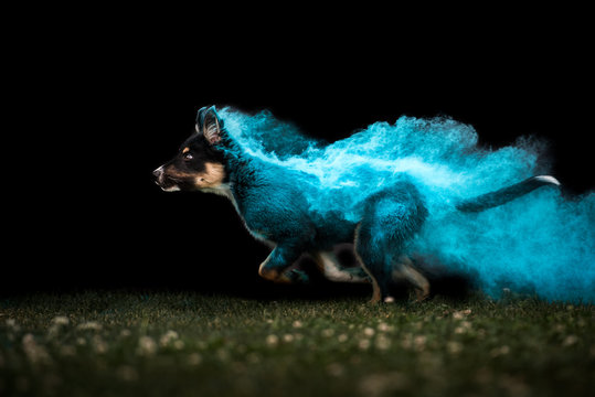 Border Collie Welpe in Holi Farbe