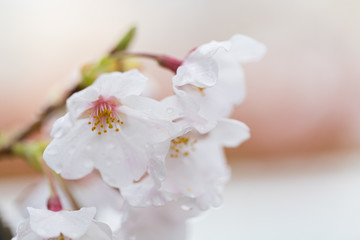 Naklejka na ściany i meble 綺麗な春の満開の桜の花