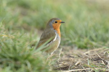 European red Robin