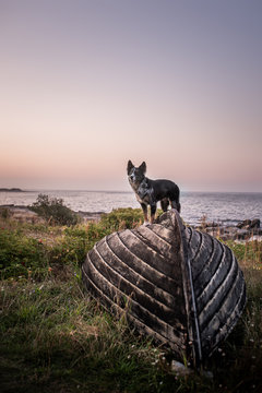 Australian Shepherds in Simrishamn