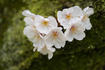 綺麗な春の満開の桜の花