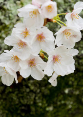 綺麗な春の満開の桜の花