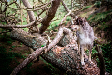 Australian Shepherd in wunderschöner Landschaft