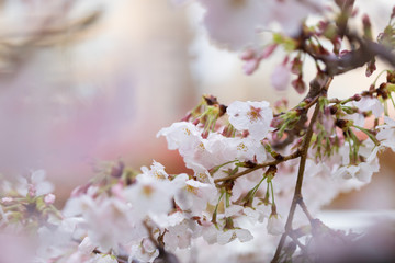春の満開の桜の花