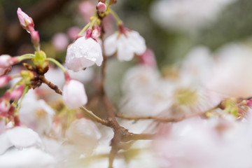 春の満開の桜の花