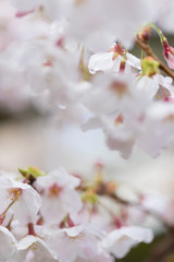 春の満開の桜の花