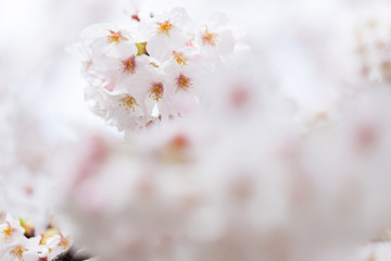 春の満開の桜の花