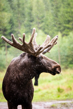 Elch im Regen