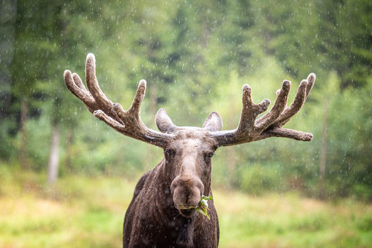 Elch im Regen