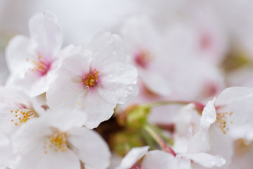 Naklejka na ściany i meble 春の満開の桜の花