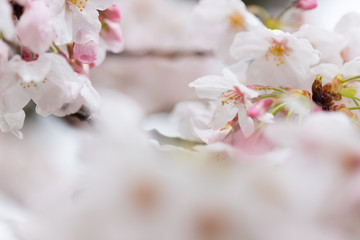 Fototapeta premium 春の満開の桜の花