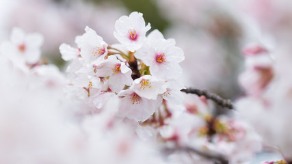 春の満開の桜の花