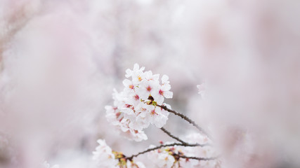 Fototapeta na wymiar 春の満開の桜の花