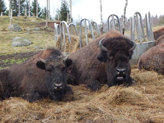 bison in yellowstone national park