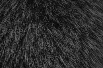 Black fur texture close up