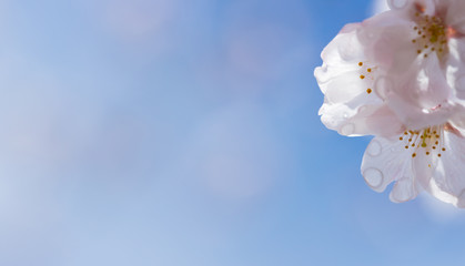 Fototapeta na wymiar 綺麗な春の満開の桜の花と青空
