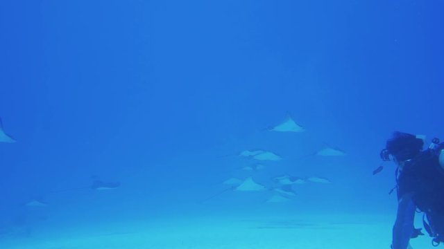 サイパン　マニャガハ島　水中映像　マダラトビエイの群れ