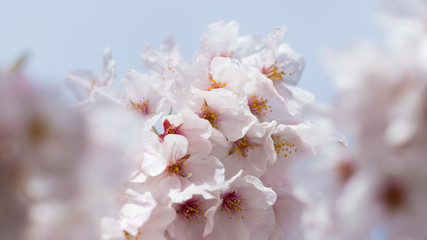 Fototapeta premium 春の満開の桜の花